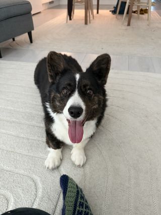 A black and white corgi cardigan watching playfully into the camera. She has her tongue out. There is part of a green wool sock visible in the lower center of the photo.