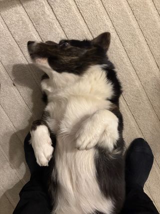 A black and white corgi cardigan on her back enjoying being scratched.