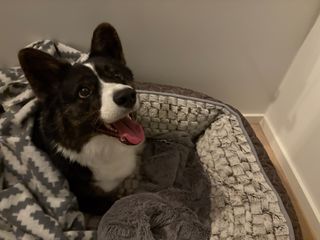 A black and white corgi cardigan sitting in her dog bed. She looks like she's anticipating a throw of a dog toy.