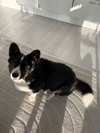 A black and white corgi cardigan sitting on the carpet and staring straight up into the camera.