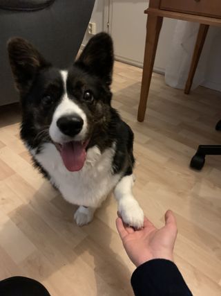 A dog (Napu) is watching into the camera, while giving paw, giving the impression it is agreeing with the post's statement. 