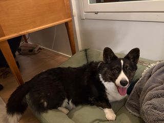 A black and white corgi cardigan lying in her dog bed and looking excitedly into the camera.