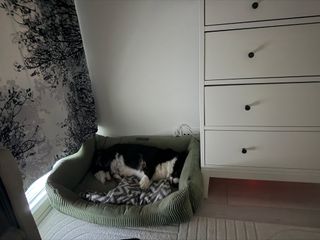 A black and white corgi cardigan sleeping in her bed.