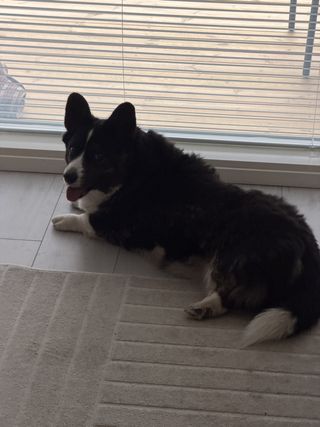 A black and white corgi cardigan lying in front of a big window, looking back at the camera.