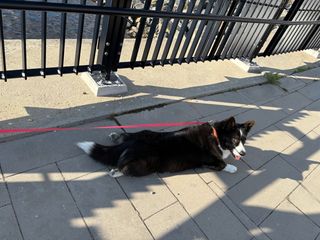 A black and white corgi cardigan splooting on a sidewalk next to a canal on a half-shadowy spot. There is a fence behind her and she watches towards the camera.