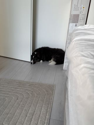 A black and white corgi cardigan leaning her head against a door.