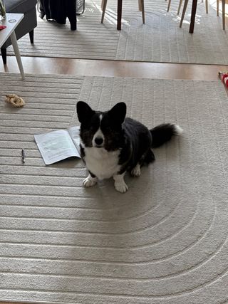 A black and white corgi cardigan sitting in the middle of the living room, in front of a scientific paper that is lying on the ground, making it almost look like she was reading it before the picture was taken.