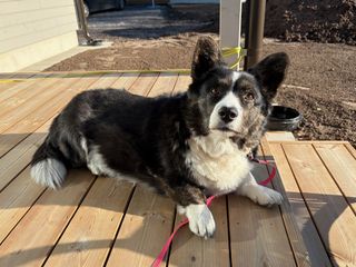 A black and white corgi cardigan lying on a very sunny porch and watching slightly above the camera.