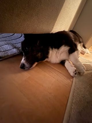 A black and white corgi cardigan lying under - and by that I mean wedged under - a couch.