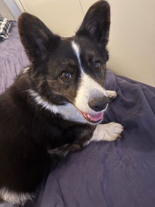 A black and white corgi cardigan looking playfully into the camera while lying on a guest bed.