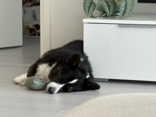 A black and white corgi cardigan sleeping and snuggling with a toy.