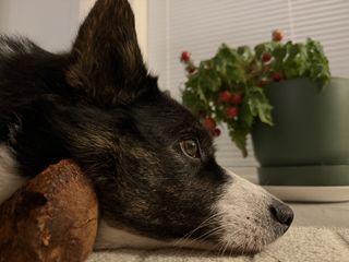 A side profile of a black and white corgi cardigan's head.