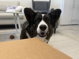 A black and white corgi cardigan watching straight into the camera. She seems very excited about opening a cardboard box which is visible in the lower part of the frame.