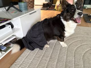 A black and white corgi cardigan sitting on a carpet. A man's shorts are draped over her back legs making it look like that she's wearing them.