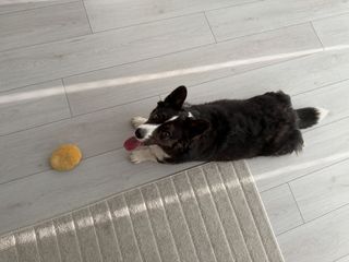 A black and white corgi cardigan lying on the floor and looking up the photographer with her tongue out. There is a yellow toy in front of her.