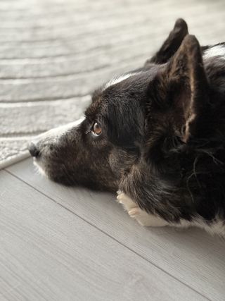 A close-up of a black and white corgi cardigan lying on the floor and looking straight ahead. She is photographed from the side and her gaze goes towards the left of the frame.