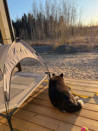 A black and white corgi cardigan lying on a porch and watching out into the nearby forested area while the sun goes down in the background. Next to her is a dog tent.