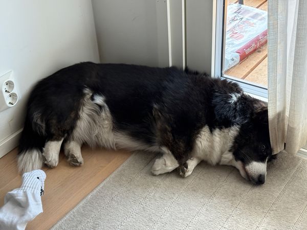 A black and white corgi lying next to a balcony door. She just woke up when the photo was taken.