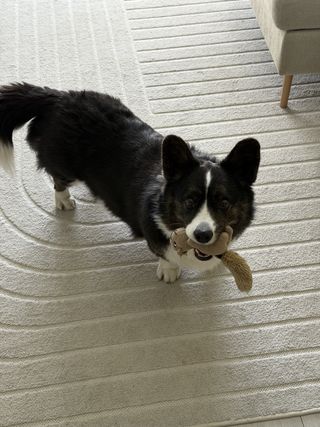 A black and white corgi cardigan with a toy in her mouth.