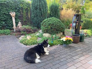 A black and white corgi cardigan lying on stones in front of a bunch of garden plants.