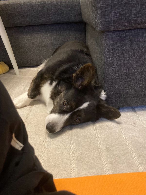 A cute doggie lying next to a couch. Looking both lazy and on guard at the same time.