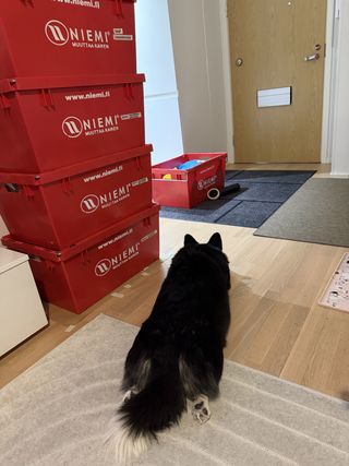 A black and white corgi cardigan lying in the middle of a bunch of red moving boxes. Watching carefully the apartment door.