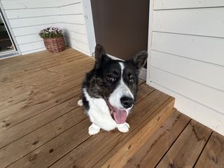 A black and white corgi cardigan welcoming home the photographer on the front porch.