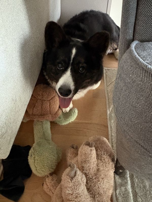 A black and white corgi, next to a couch with a few toys. She looks like she's ready to play.