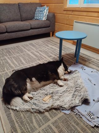 A black and white corgi cardigan sleeping on a dog blanket.