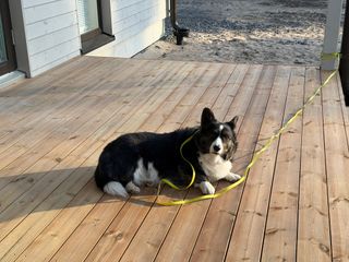 A black and white corgi cardigan lying on a porch on a yellow leash fastened to a pole. She's looking straight into the camera.