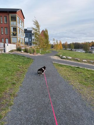 A black and white corgi cardigan looking walking on a leash. She's looking back over her shoulder, smiling.