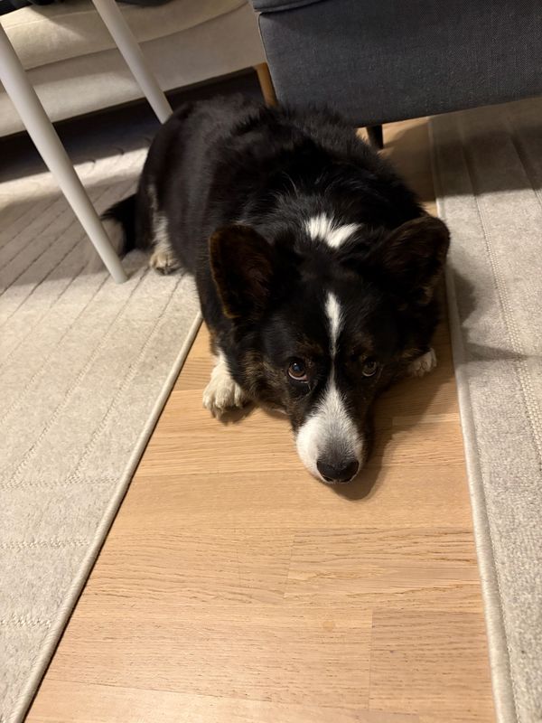 A black and white corgi lying on the floor next to a sofa stool, looking slightly up at the camera.