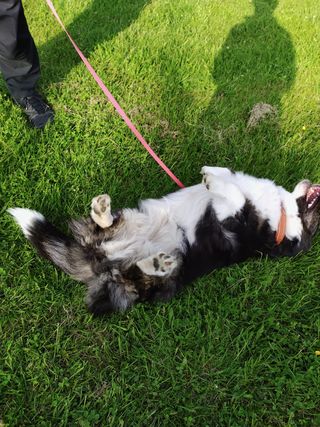 A black and white corgi cardigan scratching her back on a lawn.
