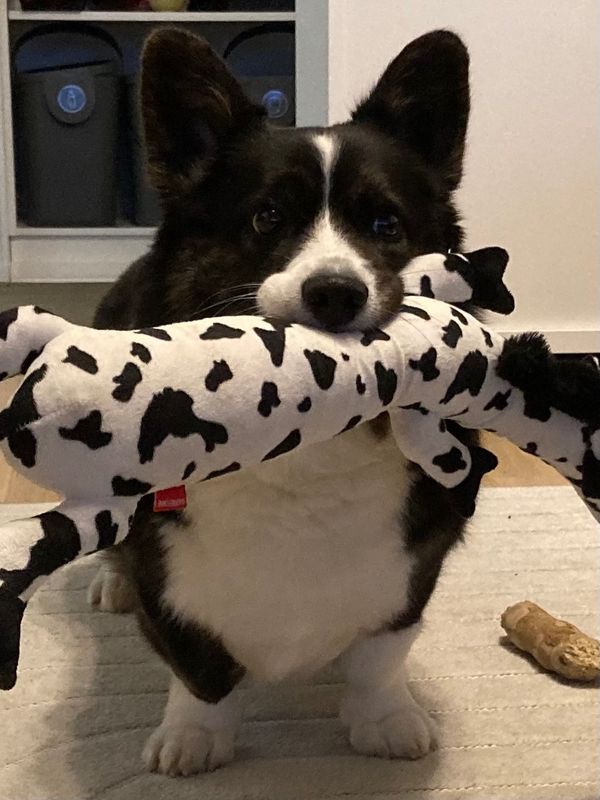 A black and white corgi standing with a pretty big dog toy patterned like cow hide in her mouth.