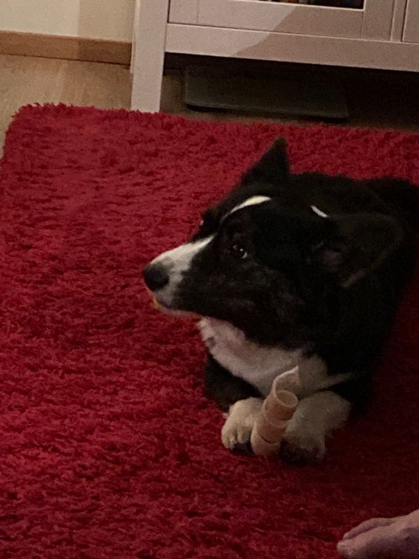 A black and white dog chewing a curly chew, looking pensive, whilst lying down on a red rug.