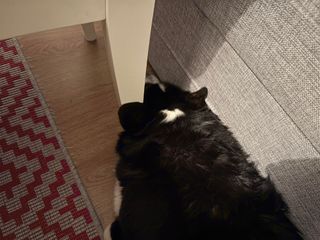 A black and white corgi cardigan lying in between a chair and the backside of a coach. The spot is so tight that her left ear stands up against the leg of the chair.