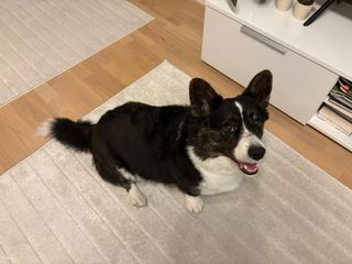 A black and white corgi cardigan sitting on a white carpet and looking up at the camera.