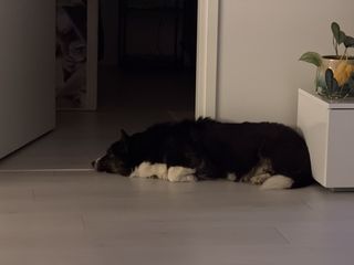 A black and white corgi cardigan sleeping in between a tv stand and an open door.