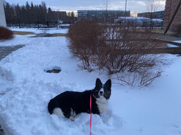 A black and white corgi lying in the snow, looking at the camera, with snow on her nose.