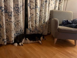 A black and white corgi cardigan sleeping next to a recliner chair in front of a curtain.