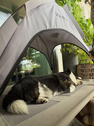 A black and white corgi cardigan lying on a summer dog bed on a balcony. There are plants in the background.
