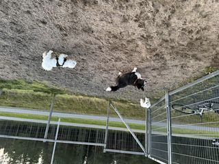 A black and white corgi cardigan playing with two little white dogs in a dog park.