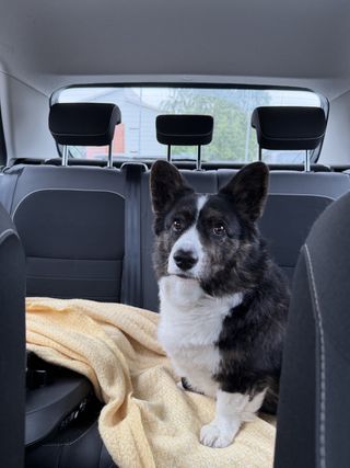 A black and white corgi cardigan sitting on a yellow blanket on the back bench of a car.