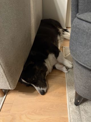 A black and white corgi cardigan lying next to a couch side-eying into the camera.