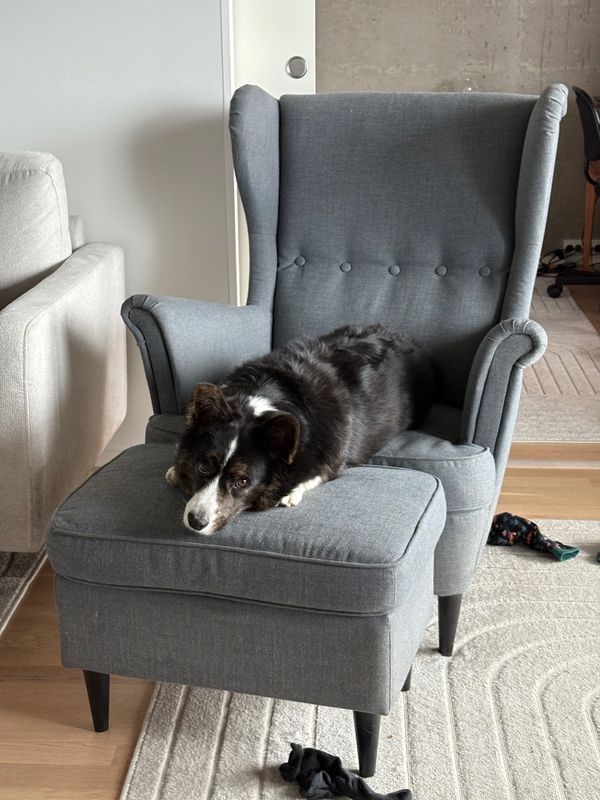 A black and white corgi lying on an armchair, watching straight to the camera.