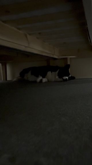 A black and white corgi cardigan sleeping under a bed.