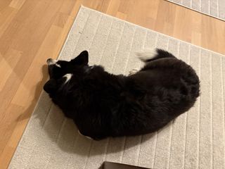 A black and white corgi cardigan lying on a carpet making a c shape.