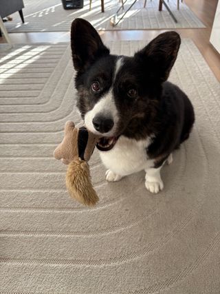 A black and white corgi cardigan with a dog toy in her mouth. Sitting on the floor, she is watching right into the camera.