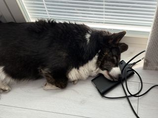 A black and white corgi cardigan sleeping with her head on top of a transformer for a laptop.