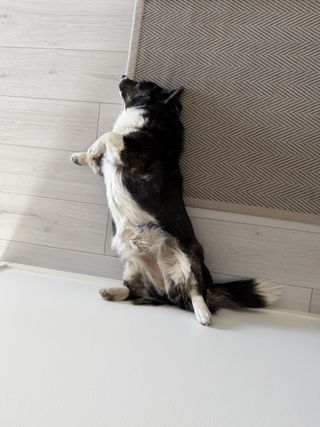 A black and white corgi cardigan lying belly up next to a white wall making her look like she's standing on her hind legs a little.